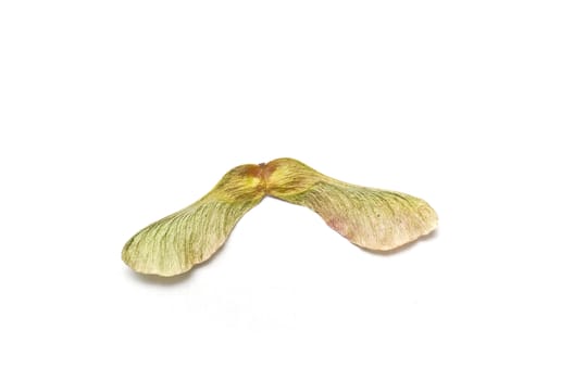 Isolated  seed of acer   on white background