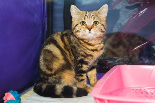 Kitten in a cage at the exhibition - Stock Image