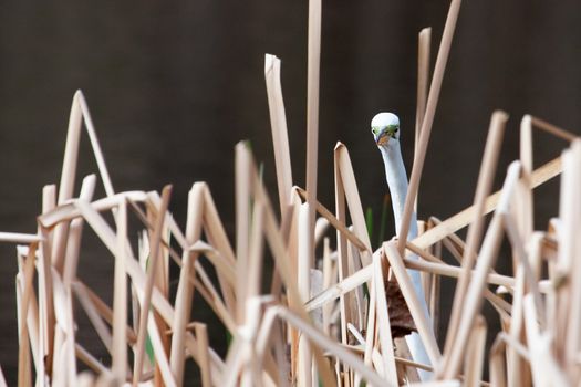 White Heron in grass hiding in cat tails.