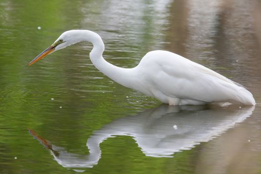 Great White Egret fishing in a shallow pond.