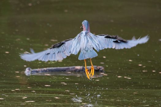 Green Heron hunting on water in his habitat
