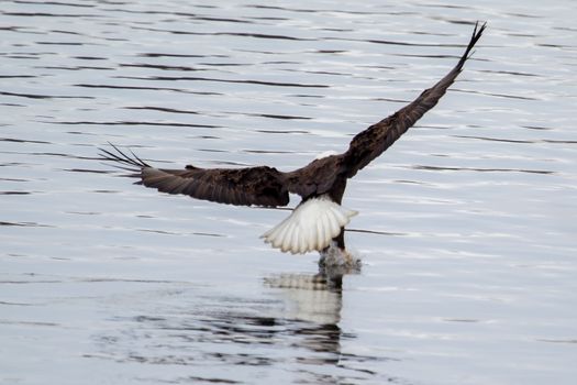 American Bald Eagle flying to spot some fish.