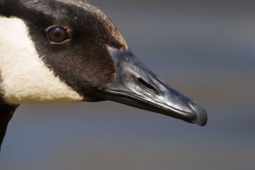 Canadian Goose swimming in a small pond in soft focus.