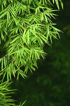 branches of bamboo leaves