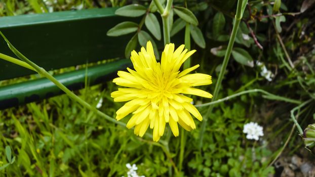 A closeup photo of a yellow flower 