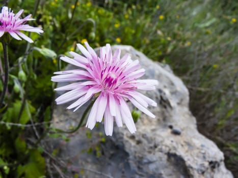 Purple flower in front of a rock