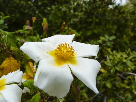 A closeup photo of a white flower with pollen