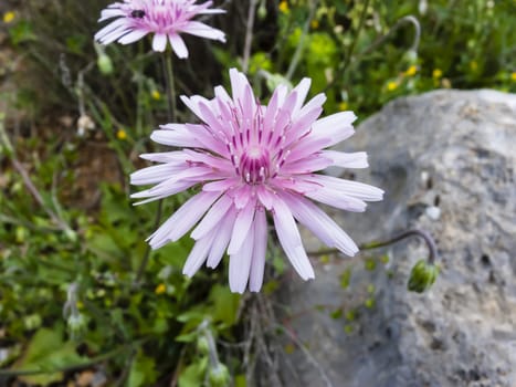 Purple flower in front of a rock