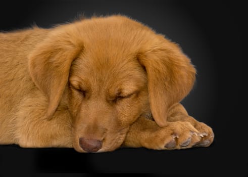 Puppy sleeping on a black background 