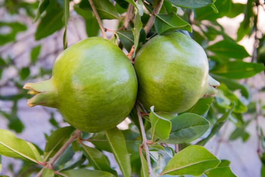 A Pair of unripe pomegranates on a tree 