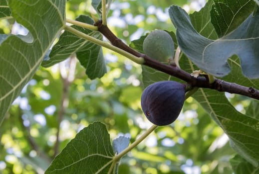 Ripe fig on a tree grown in spain 