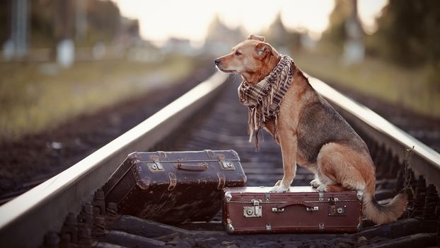 Dog on rails with suitcases. The dog looks for the house. The dog waits for the owner. The lost dog. Mongrel on the road. Dog on rails. Dog with suitcases. Not purebred dog on the road. Traveler. Vagrant dog. Tramp.