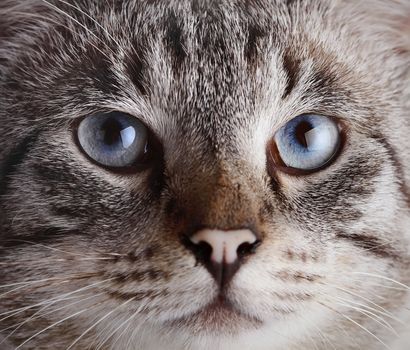 Muzzle of a blue-eyed cat. Portrait of a striped blue-eyed cat. Striped cat. Striped not purebred kitten. Small predator. Small cat.