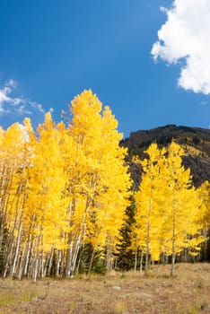 Bright yellow aspens in Colorado mountains in Fall