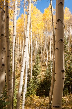 Aspens in Colorado in Fall