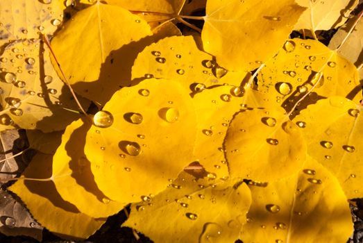Rain droplets on Aspen leaves in Fall