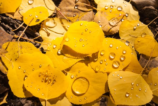 Raindrops on Aspen leaves in Colorado