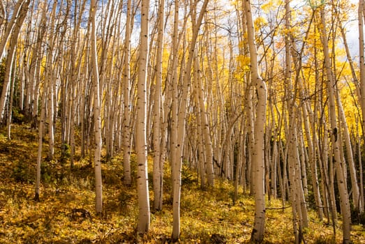 Aspens trees in Colorado sunlight