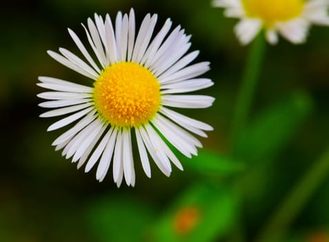 Wonderful daisy seen from above with dark green background