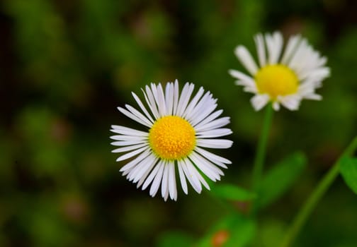 Wonderful daisy seen from above with dark green background