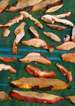 Sliced mushrooms exposed to the sun for drying