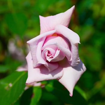 Lite pink rose in close up, green background