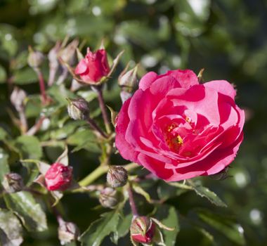 Wild rose coming out of a bunch of leaves