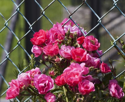 Wild roses in a bunch near a green net