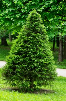 Trapezoidal Green Spruce on Tree and Grass background Outdoors