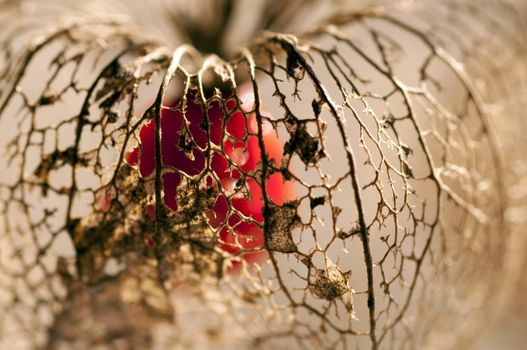 Dried Physalis lantern (cape gooseberry) close up