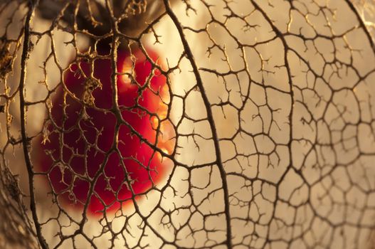 Dried Physalis lantern (cape gooseberry) close up