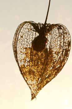 Dried Physalis lantern (cape gooseberry) close up