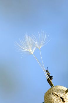 Ant climbing up on dried dandelion seed close up