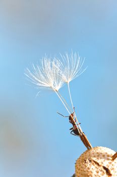 Ant climbing up on dried dandelion seed close up