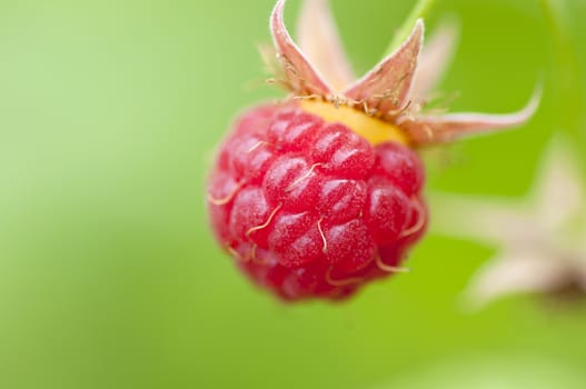 Wild ripe raspberry on plant close up