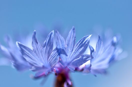 Cornflower (Centaurea cyanus) close up from unusual viewpoint on green background