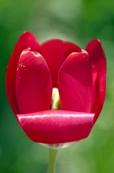Beautiful red tulip close up on green background