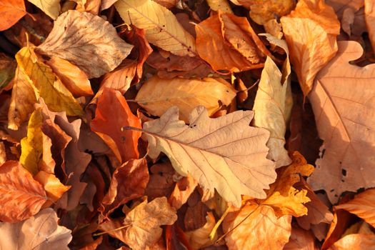 Fallen leaves on the ground