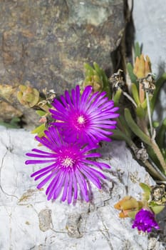 Macro picture of two pink flowers, rocks background