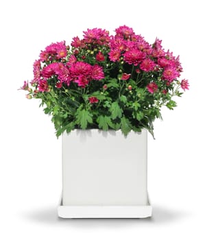 Red chrysanthemum flower in modern white pot isolated