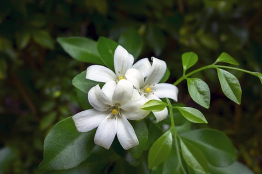 White Forest Flowers on Green Background in Chiang Rai Forest.