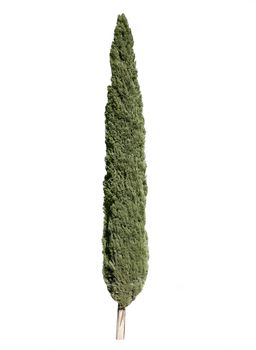 Cypress tree isolated over white background