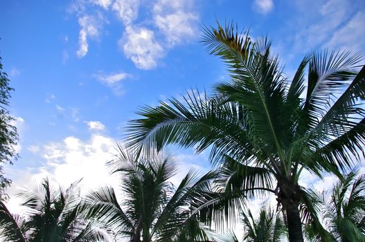 Coconut leaf with blue sky background