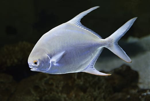 Close-up of an exotic fish swimming in the aquarium