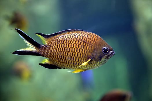 Close-up of an exotic fish swimming in the aquarium