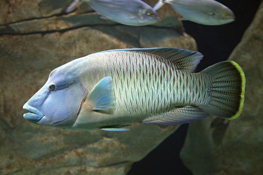 Close-up of an exotic fish swimming in the aquarium