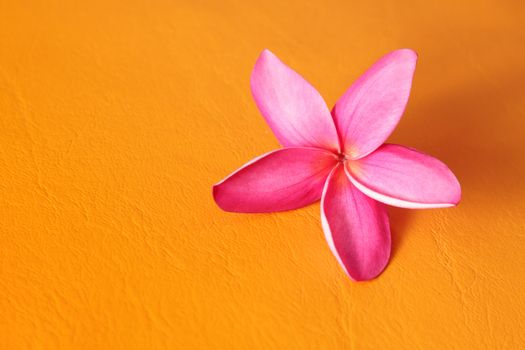 Frangipani on yellow background