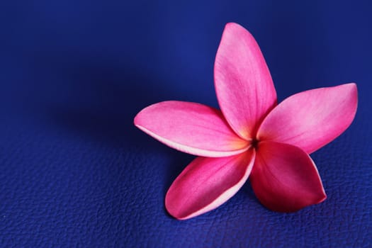 Frangipani on blue background