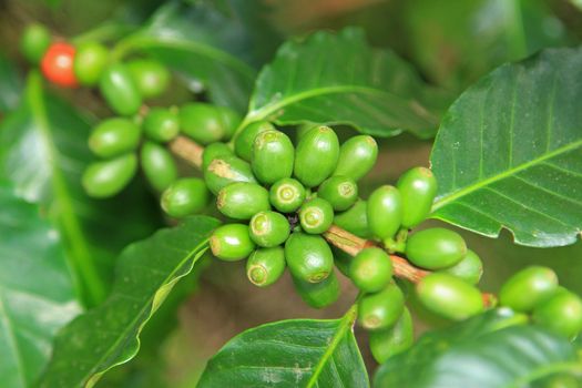 Coffee seeds on a coffee tree