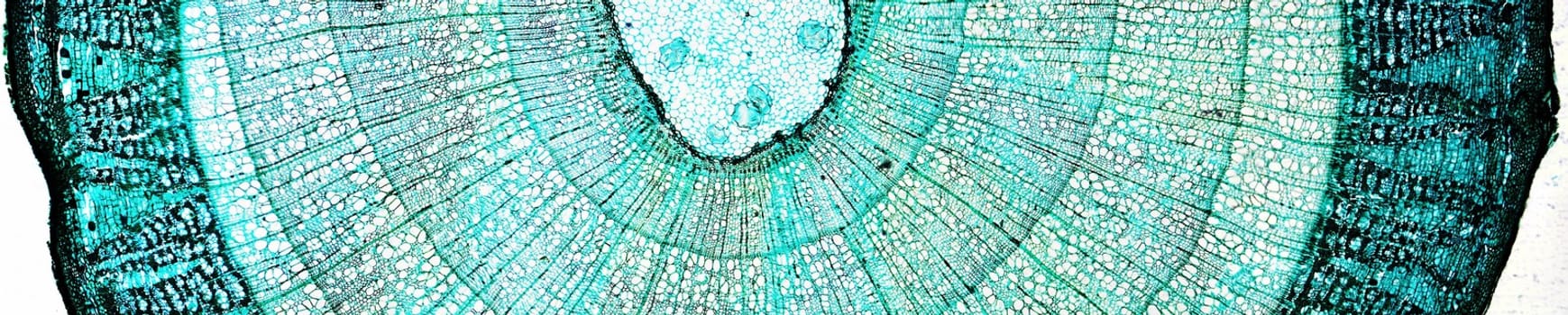 Light photomicrograph of pine tree wood seen through a microscope